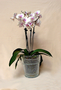 Orchideentopf